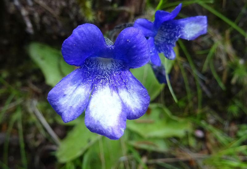 Pinguicula leptoceras  (Lamiales - Lentibulariaceae)